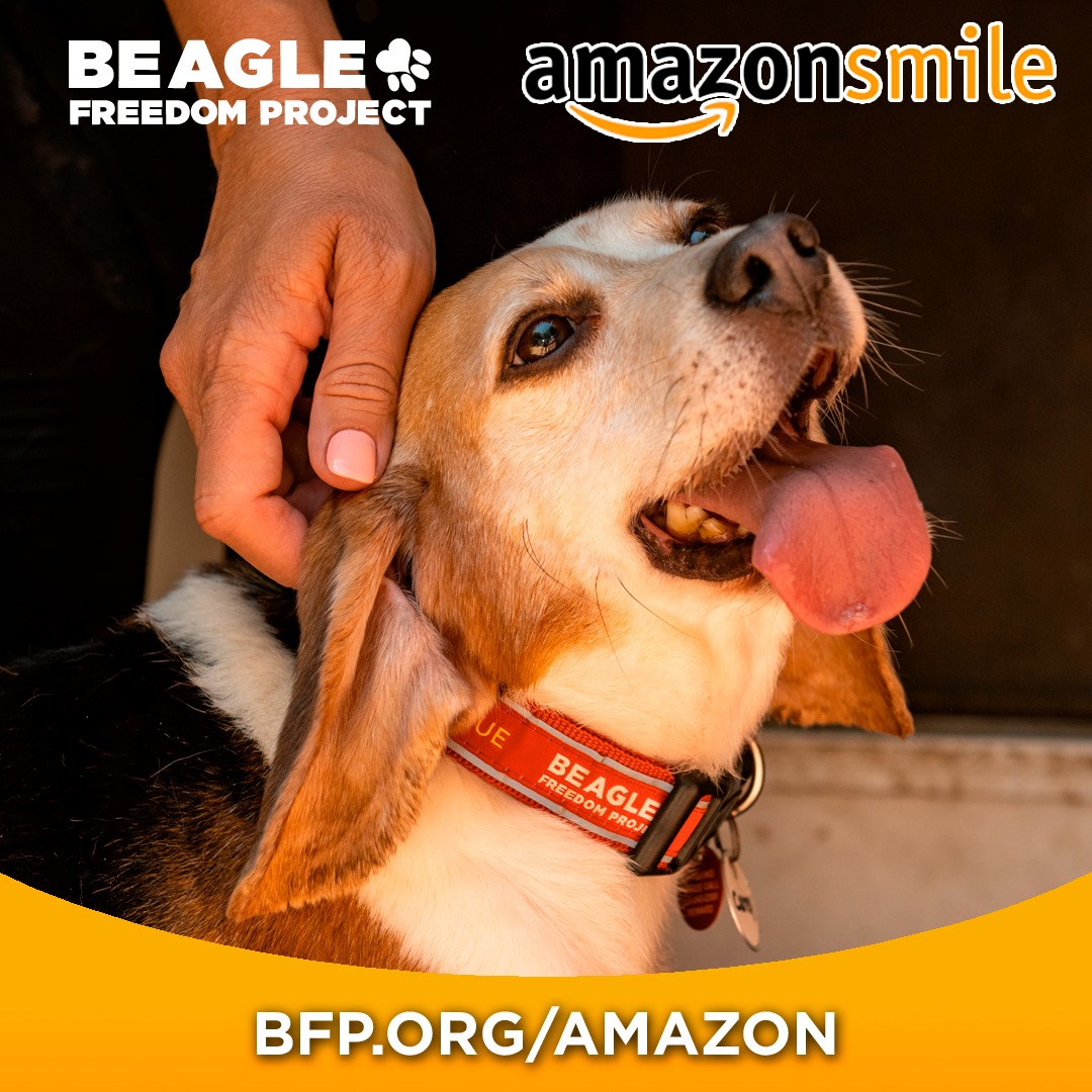 beaglefreedom's tweet image. Support Beagle Freedom Project​ when you shop on Amazon Smile.

Go to BFP.ORG/Amazon to select us as your Amazon charity and then start shopping each time at smile.amazon.com. 🐶 😀 😎