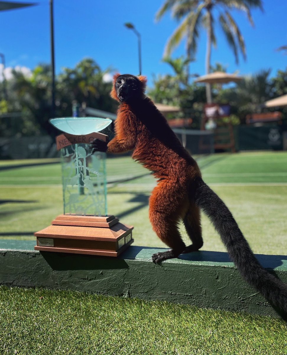 The Necker Cup 🏆 is in safe hands ahead of final this evening! 

#neckercup #neckerisland
