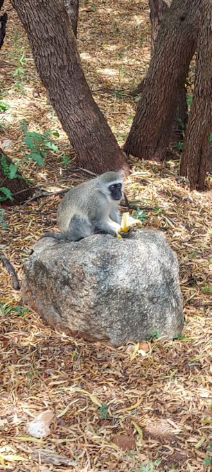 At our timeshare in suncity our neighbors came into house today for a quick breakfast banana lol https://t