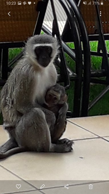 At our timeshare in suncity our neighbors came into house today for a quick breakfast banana lol https://t