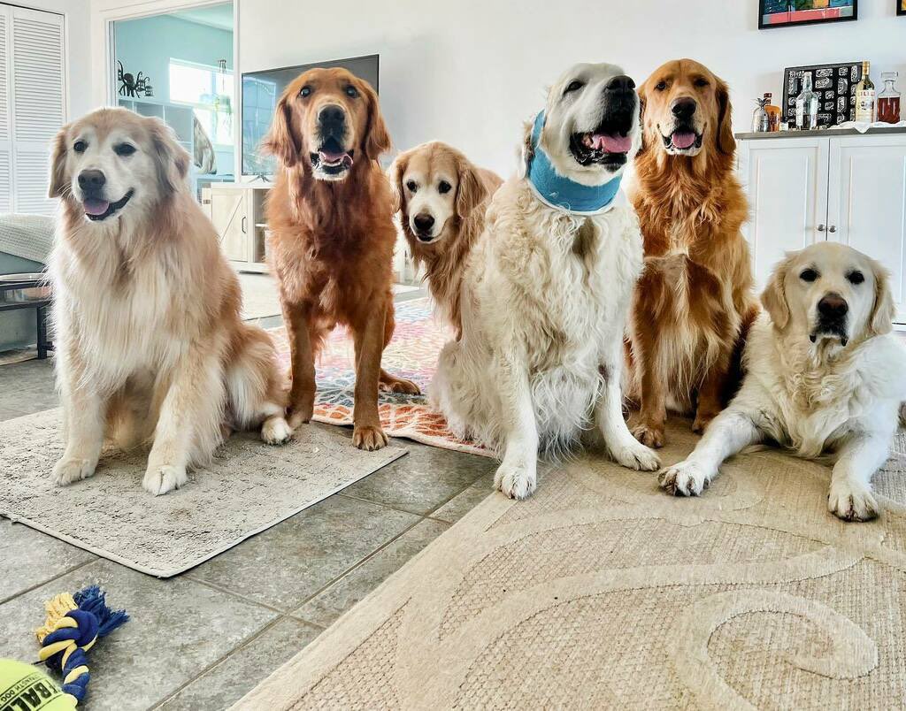 ratemyskyperoom's tweet photo. Room Rater Fluffy Rooms Update. Our favourite squad has rugs for senior paws, depth, alcohol and the perfect pineapple. 10/10 @TheGoldenRatio4 @jengolbeck https://t.co/scZugnSnh9