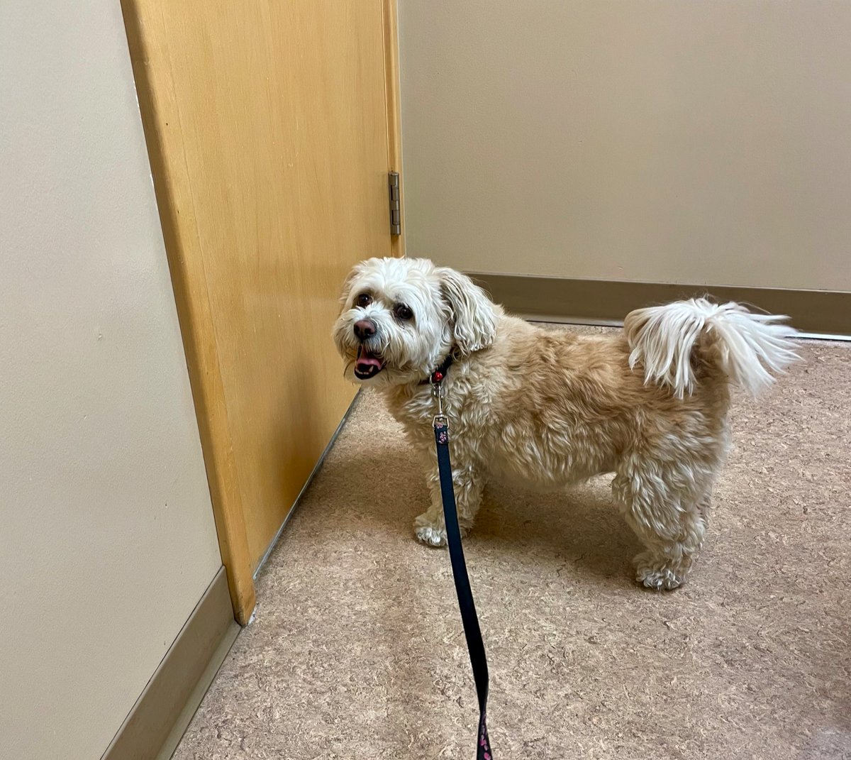 Friends,…I’ve had a ruff week! I had a bad tummy & my vet helped me feel so much better with medicine! Here is a pic of me there! The silver lining is that I get 4 small meals of chicken & rice for 3 days til I’m better! I ❤️ that!
#dogs #dogsoftwitter #weekend #feelingbetter