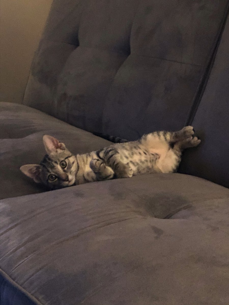 drewscott0's tweet photo. @OxfordPolice We lost our kitten. 3-4 months old https://t.co/tU9r2MMykM