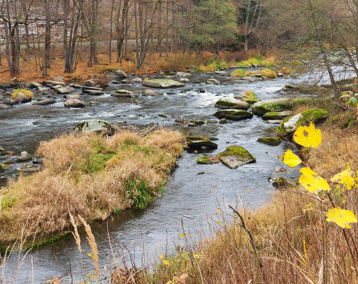 TomHombre's tweet photo. Dnes na Zlaté řece
#stvoridla #sazava #nature #River https://t.co/nnufS4Lnxe