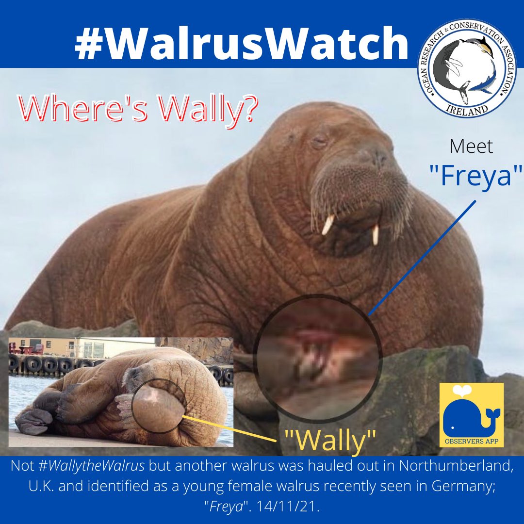 ORCA_Ireland's tweet photo. #WalrusWatch Update!
Not #WallytheWalrus but a second Walrus has been seen in the U.K. - juvenile female named โFreyaโ was seen this week in Northumberland, U.K!
Letโs get ready for more Arctic vagrants! Sign the petition to protect all pinnipeds!
#ORCAIreland #ObserversApp https://t.co/V7l5RSgsMn