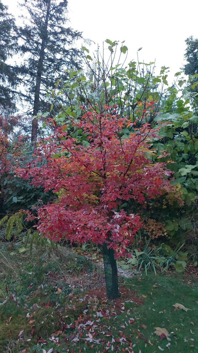 The Maple Society tweet media