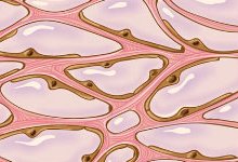 muttslikeme's tweet photo. @drharshvardhan #Interstitium: ‘
New’ Organ Found in Human Body
Mar 28, 2018👀💨
by News Staff / Source
#CD34PositiveLiningCell =
#CD34InterstitiumBALL
https://t.co/FfqwcHdP7Y https://t.co/veb3WgDwIL