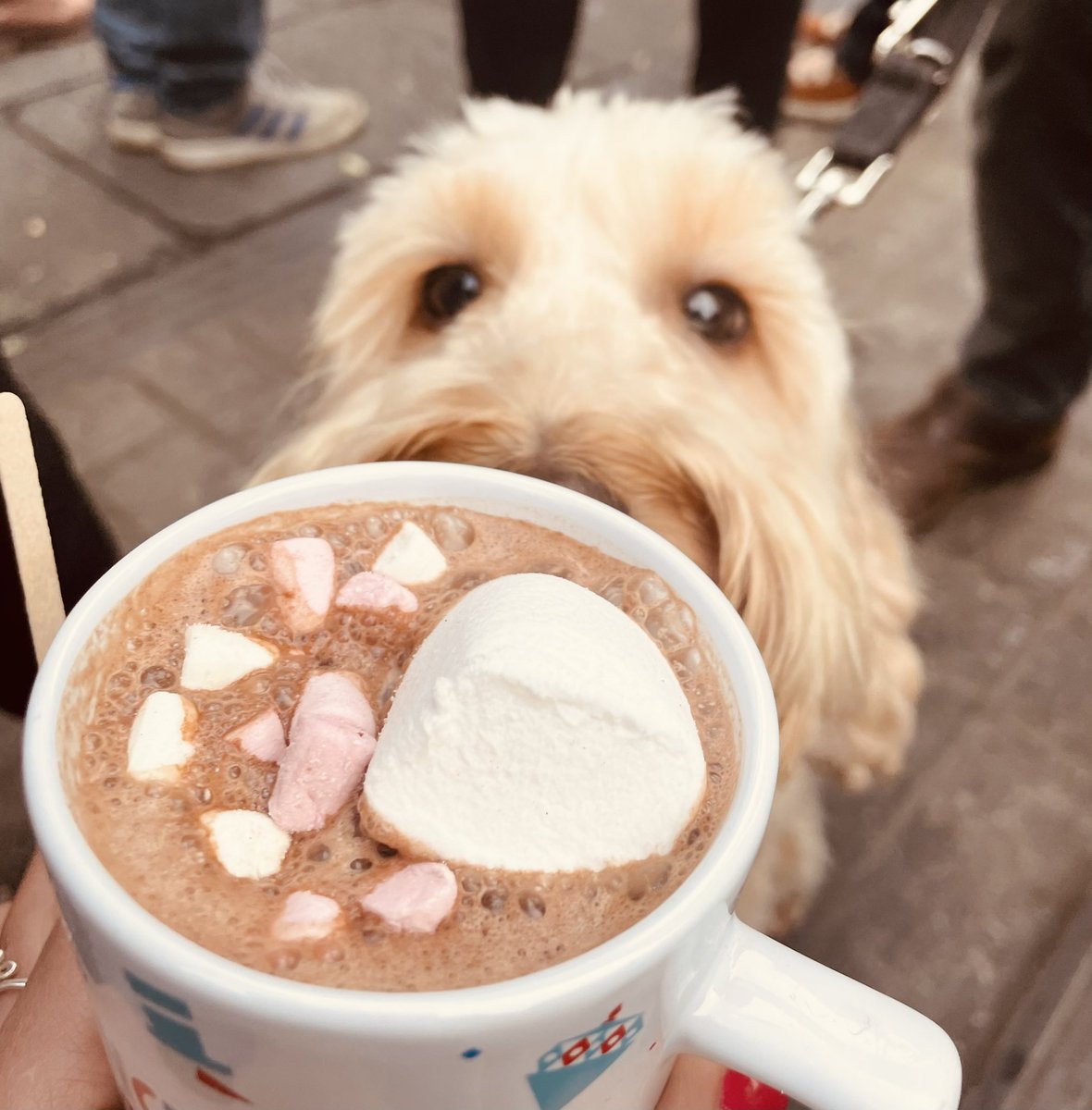 Artie gives his seal of approval to the Baileys hot chocolate <a href="/MCRMarkets/">Manchester Markets</a> 🐕

🎄#puppiesofinstagram #manchester #ChristmasMarket