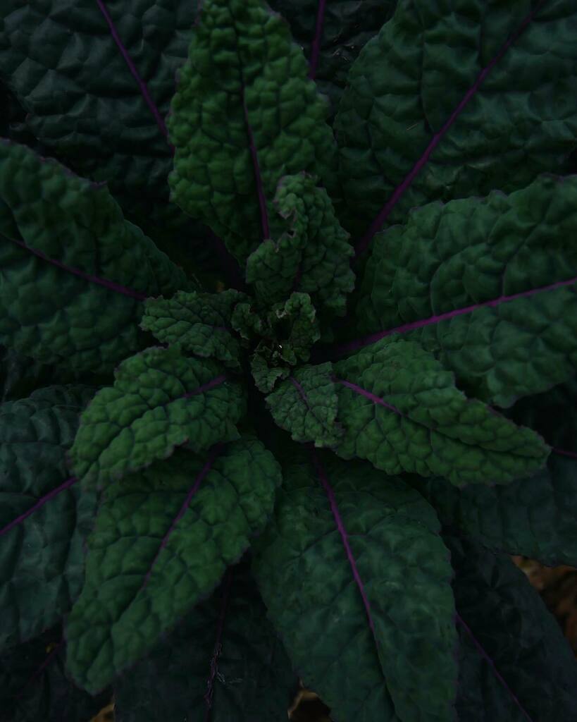 sowandroam's tweet photo. Heads up! New Instagram name and website 👆🏻

No biggee, I’ve simply decided to change my old blog name to reflect me and the direction of the website. Sow and Roam was a natural choice as I lean towards spending more time at the allotment and adventuring… https://t.co/VPPFwVoJwe https://t.co/wMBEXkREAl