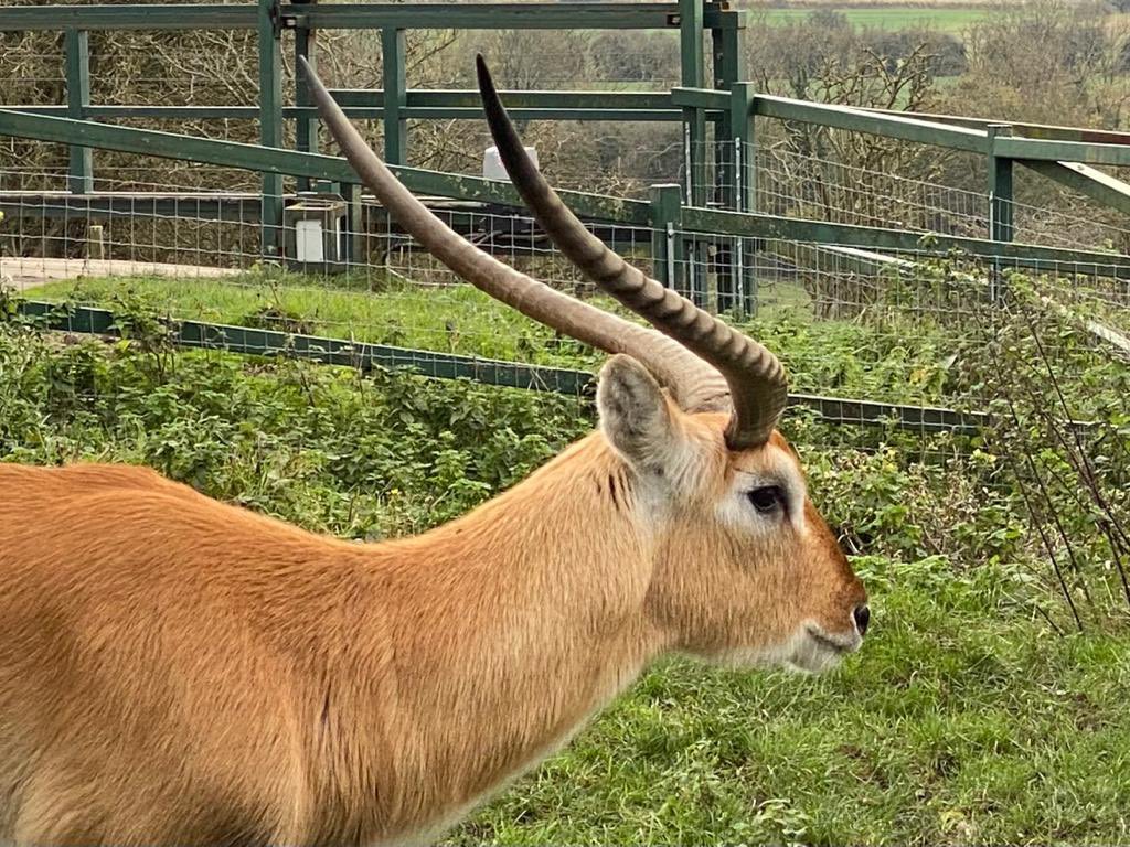 englandplus's tweet photo. Amazing what you see on a November day in Kent
#kent #guidedwalk #BBGuides @SEBestGuides @VisitKent https://t.co/IwX7tL2ft3