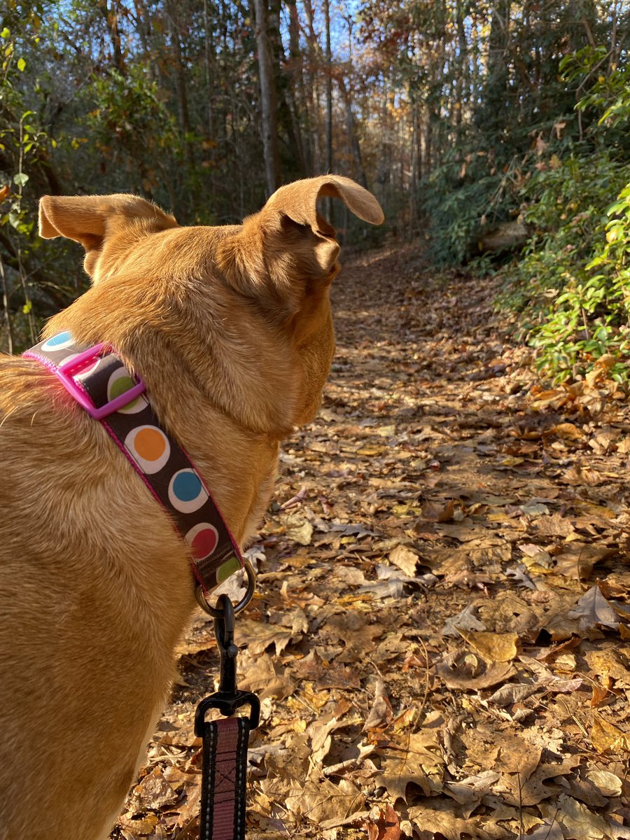 alisonrauch's tweet image. Did you know Paris Mountain State Park has a new trail? The new Sassafras Trail- a 2.3 mile loop is rated as moderate and offers a great escape from the real world. #neverstopexploring #gohiking