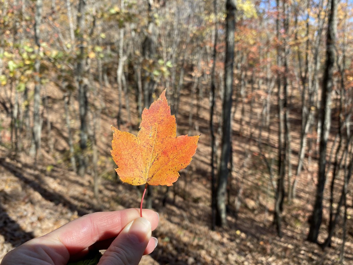 alisonrauch's tweet image. Did you know Paris Mountain State Park has a new trail? The new Sassafras Trail- a 2.3 mile loop is rated as moderate and offers a great escape from the real world. #neverstopexploring #gohiking