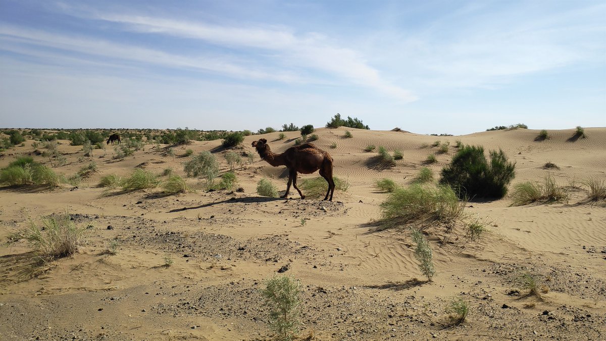 カラカム砂漠を旅すると、たくさんのラクダに出会うでしょう。 --- 過去からのランダムな写真。３０/500 ＃世界一周 ＃海外旅行
