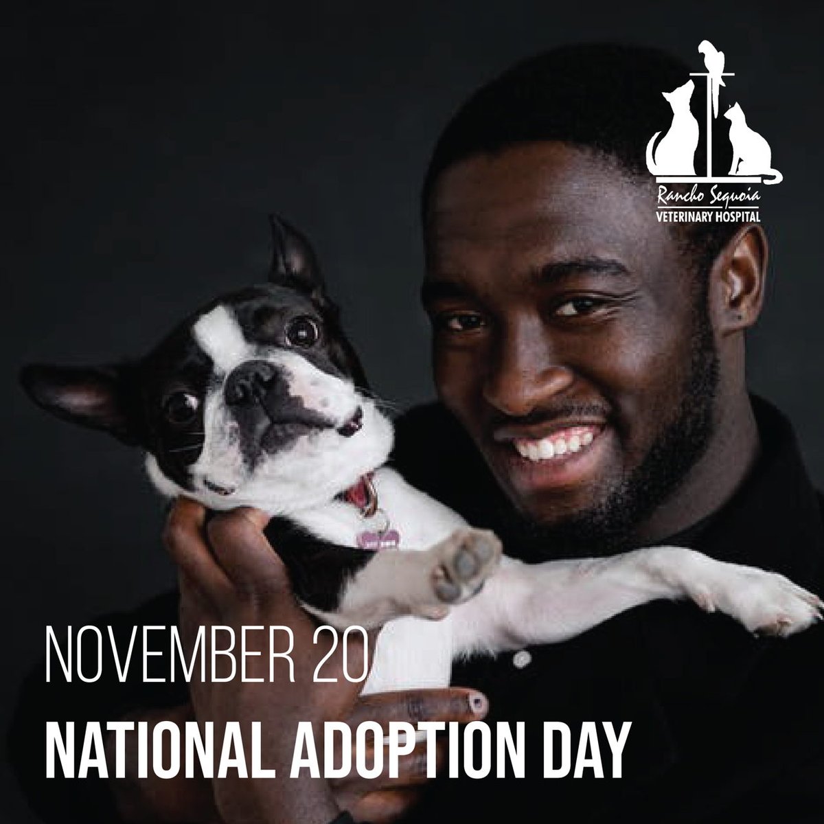 RanchoVets's tweet photo. Happy #NationalAdoptionDay!  Did you know that roughly under a million shelter animals get euthanized a year?  On the other hand, roughly 4.1 million animals get adopted each year!  Let's help close the gap in hopes that every animal finds their forever home! #RanchoSequoia https://t.co/Zr2uQ1tFiq
