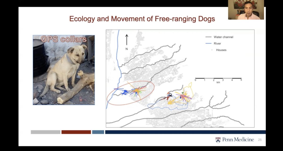 ASTMH's tweet photo. Using GPS systems to track dog movements to understand the complicated issue of canine rabies helps to achieve accurate data cost-effectively using easily-available materials. https://t.co/k1LCrdwagd