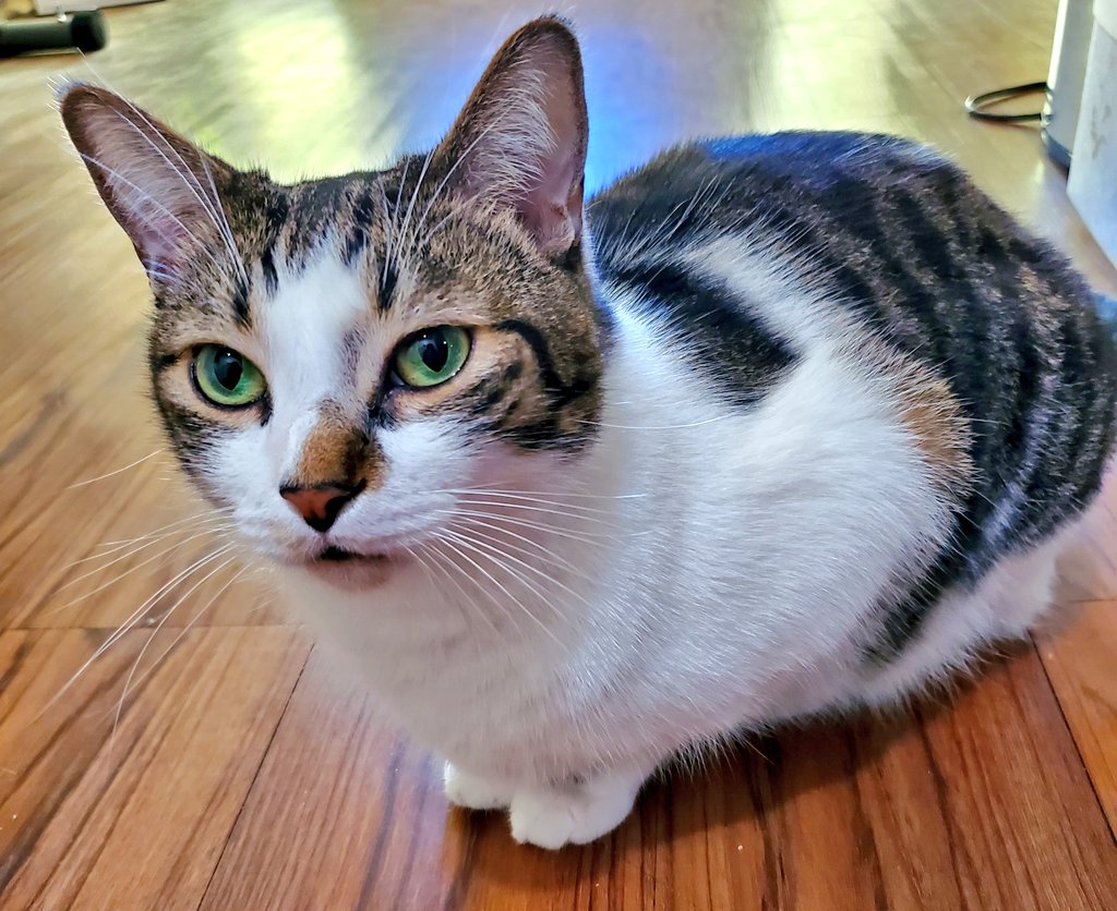 dogeypotamusrex's tweet photo. Happy Saturday. May your day be filled with so much joy and happiness. Stay safe and blessed. โค
#CuteKitty
#Caturday
#Safeandblessed
#smiles https://t.co/RZQwUtayDC
