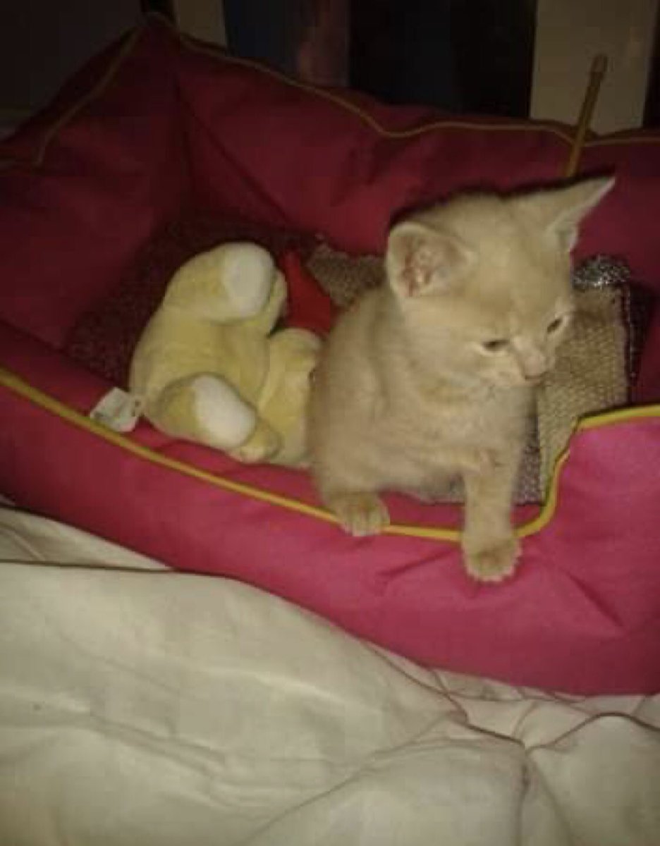 SHASHYÁÁZH (@shashyaazh) on Twitter photo <a href="/MarthaAbella/">Martha Rowe🇺🇦🇺🇦🇺🇸🇺🇸💖😎Fully Vaccinated</a> I think we all have a similar rescue story but we are happy that we have our forever safe homes <a href="/MarthaAbella/">Martha Rowe🇺🇦🇺🇦🇺🇸🇺🇸💖😎Fully Vaccinated</a> I think we all have a similar rescue story but we are happy that we have our forever safe homes