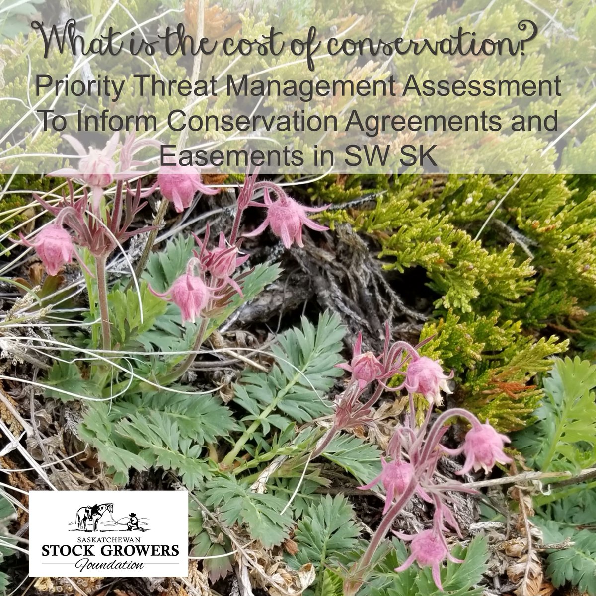 SODCAPInc's tweet image. Are you an agricultural producer in Southwestern Saskatchewan with an interest in prairie conservation? Please consider this your invitation to attend our online event on Tuesday November 23. Please contact Wayne at quest@myaccess.ca for more information or to register.