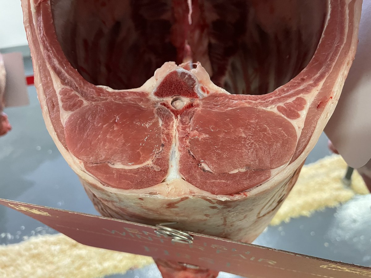 Beltex Sheep Society tweet media