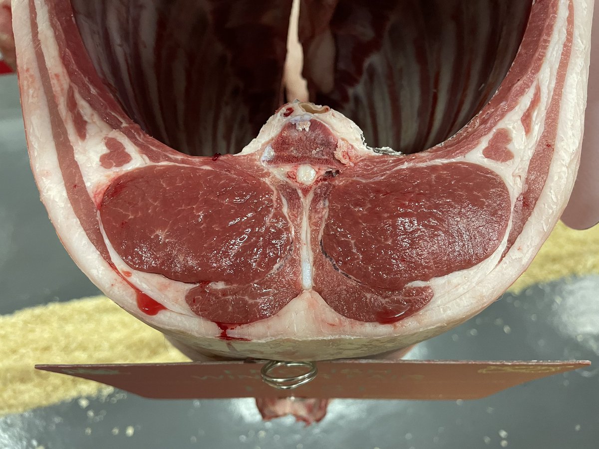 Beltex Sheep Society tweet media