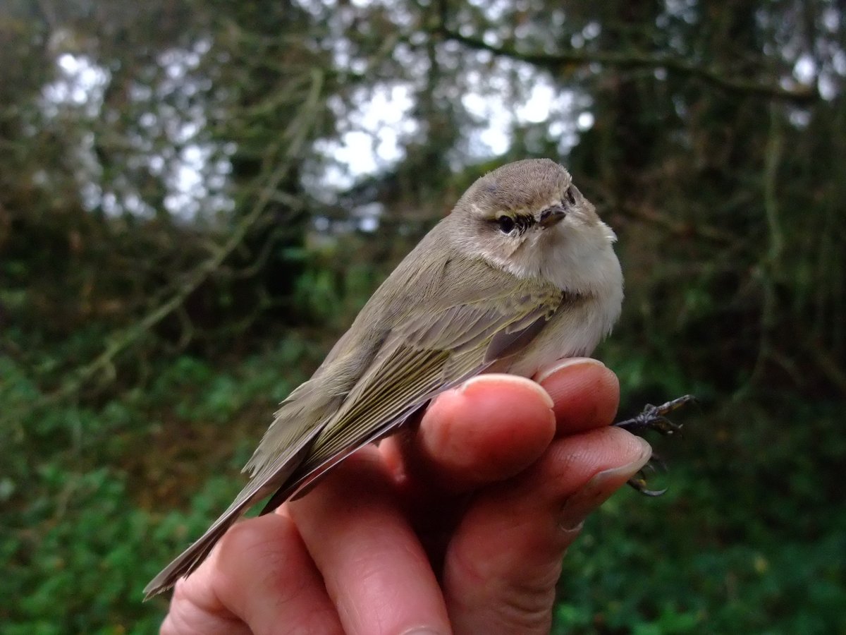 Chew Valley Ringing tweet media