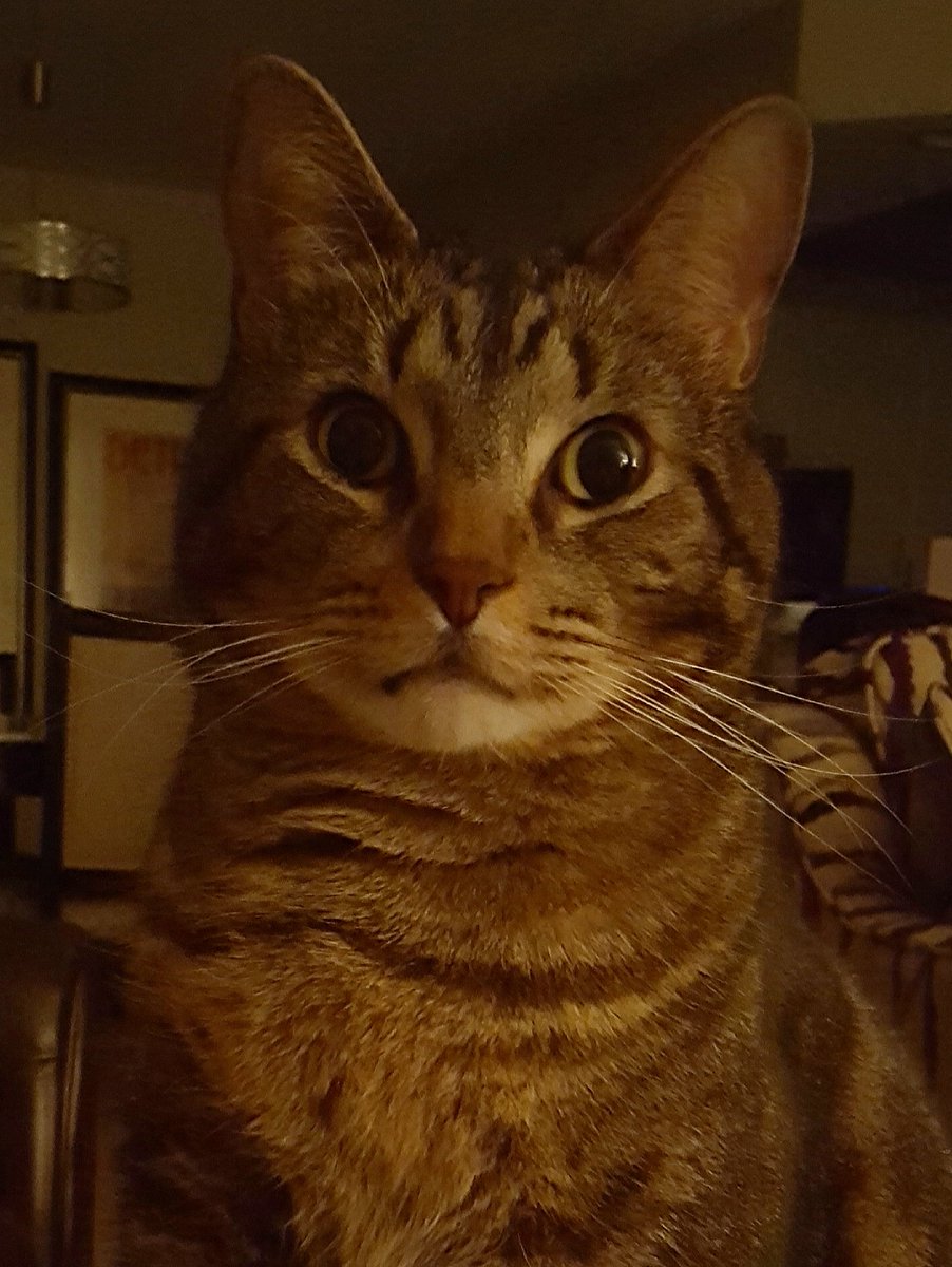 Capt Willoughby 💔Veronica, Gizmo, Shay & Mau tweet media