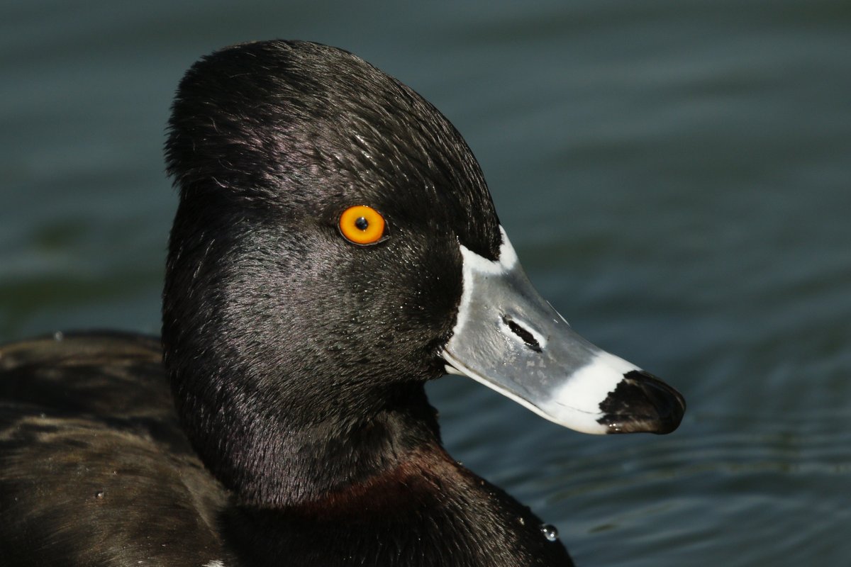 CaliKatBird's tweet photo. Going through old pics for a docent training project I need done by Monday. Getting distracted, lol. But look at the 'do on this dude! #suave #coiffed  #ringneckedduck https://t.co/rTNsn5KXek
