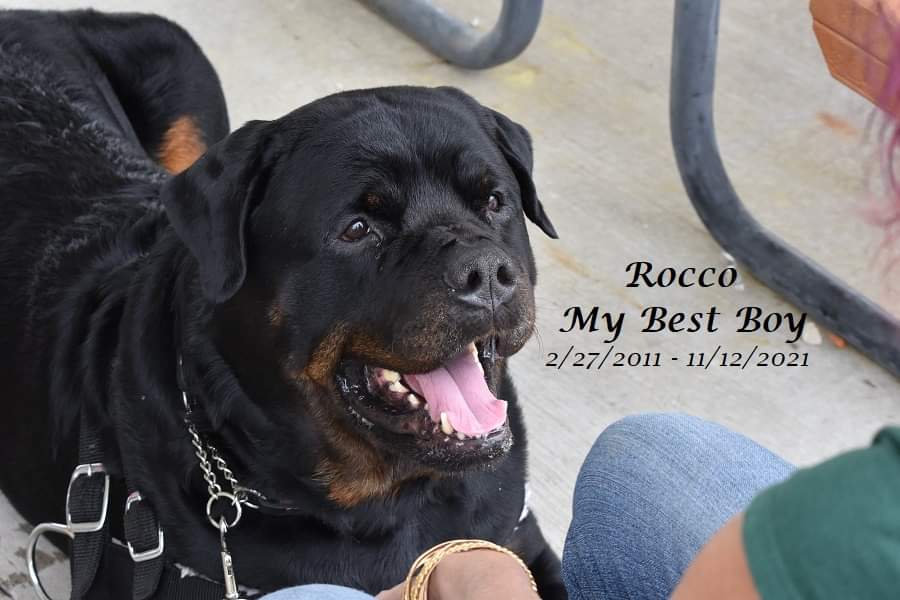 🌈❤💔❤🌈
It has been a hard year for my heart. 
Rest easy Rocco.  I kept my promise. 
You will stay in my heart forever. 
#Rottweiler #DogsofTwittter #heartbroken #lostwithouthim #mybestboy #heartdog