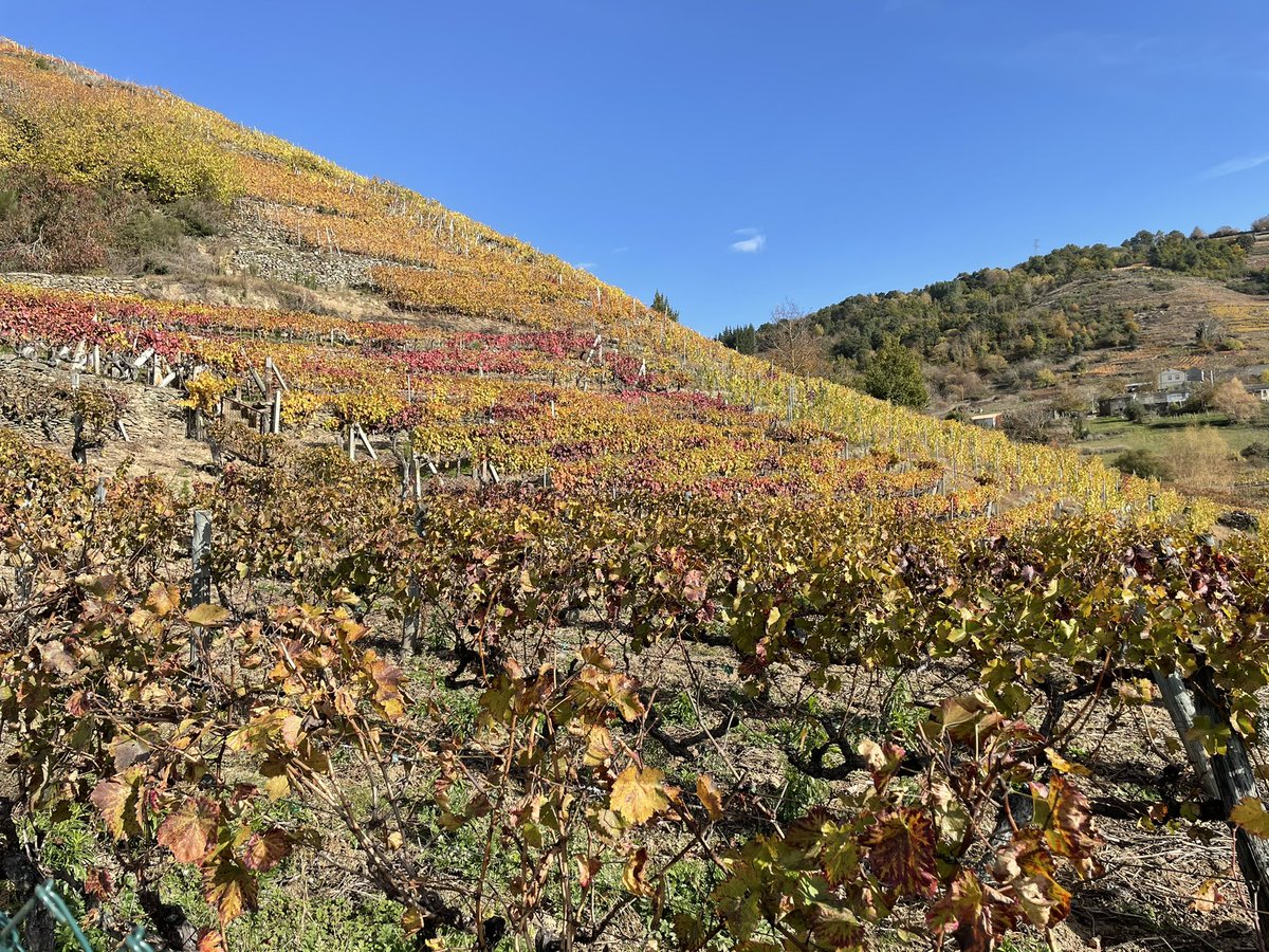 Caminanteplanet's tweet photo. Esta mañana recorriendo el territorio Silbina, nos encontramos con un carballo milenario, paseamos por las pasarelas del río Mao (afluente del Sil), visitamos las viñas y bodega Adega Vella y conocimos un interesante proyecto en Tasca O Campelo. #acociñadesilbina #silbibeinavea https://t.co/C4Qa4FeidU