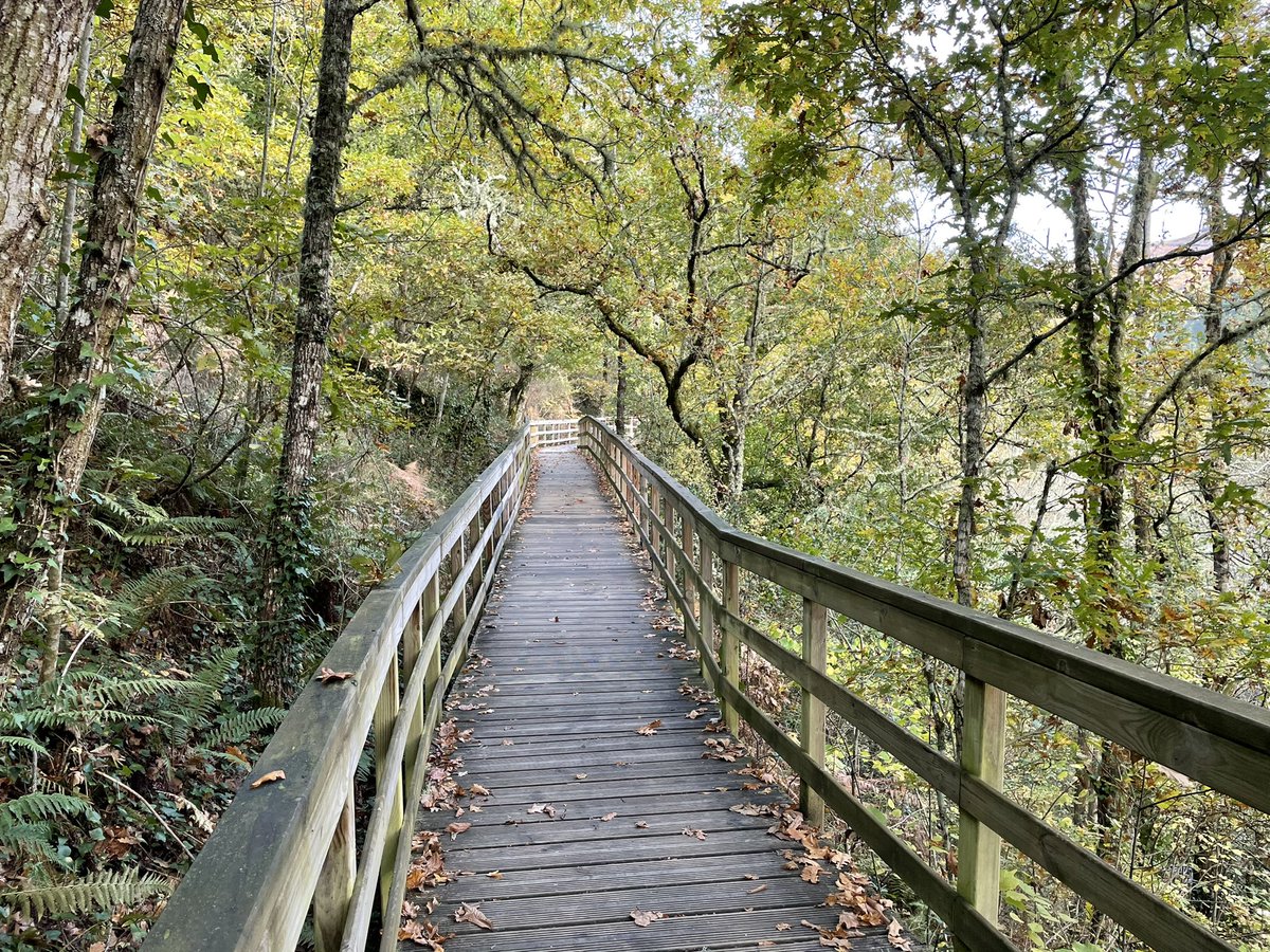 Caminanteplanet's tweet photo. Esta mañana recorriendo el territorio Silbina, nos encontramos con un carballo milenario, paseamos por las pasarelas del río Mao (afluente del Sil), visitamos las viñas y bodega Adega Vella y conocimos un interesante proyecto en Tasca O Campelo. #acociñadesilbina #silbibeinavea https://t.co/C4Qa4FeidU