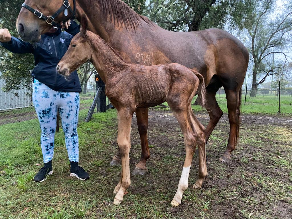 JoePacket2's tweet image. It might seem like an odd time of the year to announce a big new foal - but this one is in New South Wales!  
Well done everyone at Valiant Stud 
Churchill x  Bella  Epoch