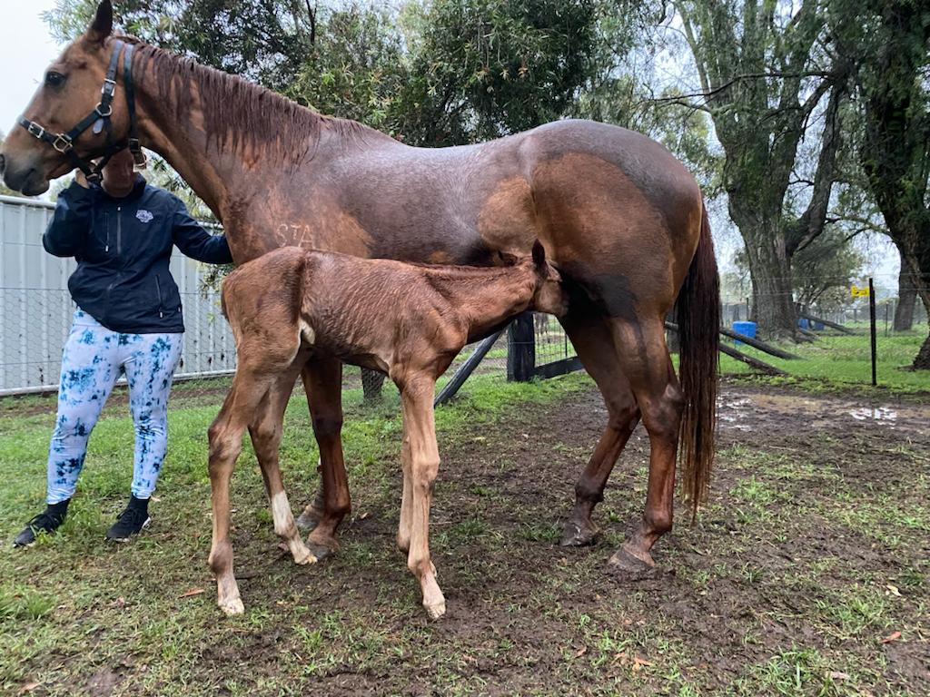 JoePacket2's tweet image. It might seem like an odd time of the year to announce a big new foal - but this one is in New South Wales!  
Well done everyone at Valiant Stud 
Churchill x  Bella  Epoch