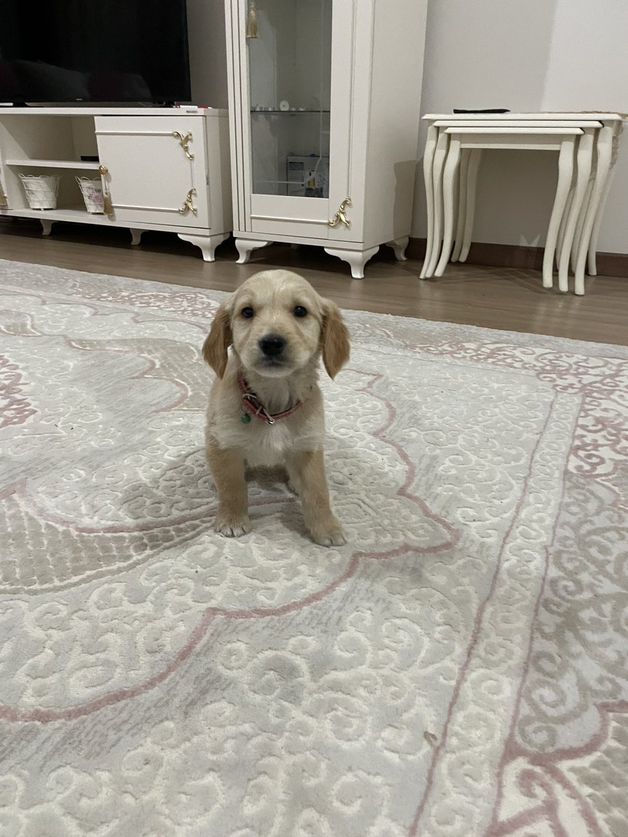 Azhee W. Akrayi tweet media