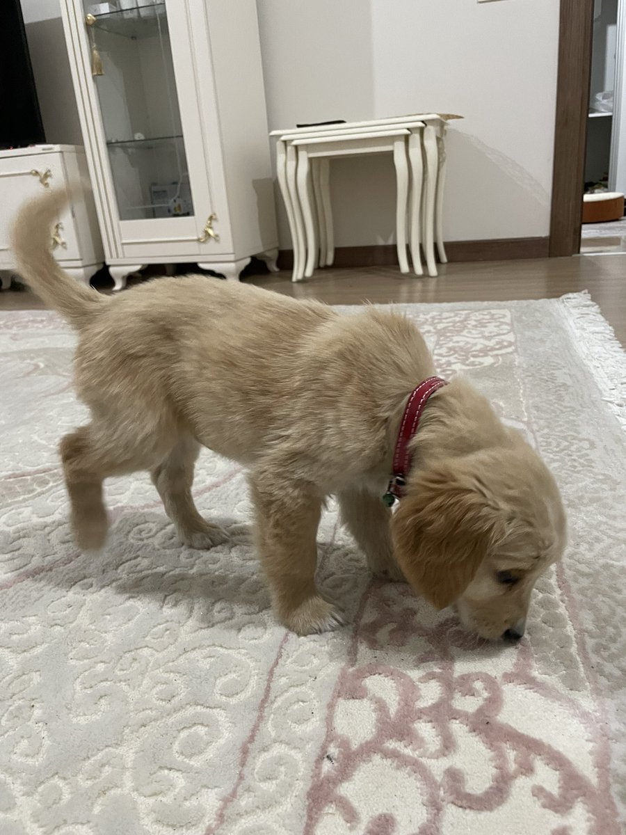 Azhee W. Akrayi tweet media