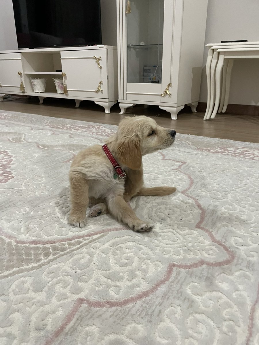 Azhee W. Akrayi tweet media