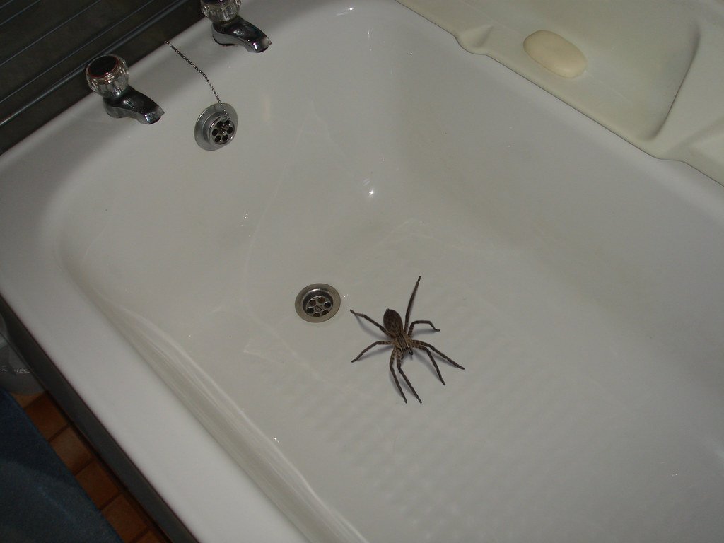 Спайдер туалет. Паук в ванной. Большой паук в ванной. Маленький паучок в ванной. Квартирные пауки.