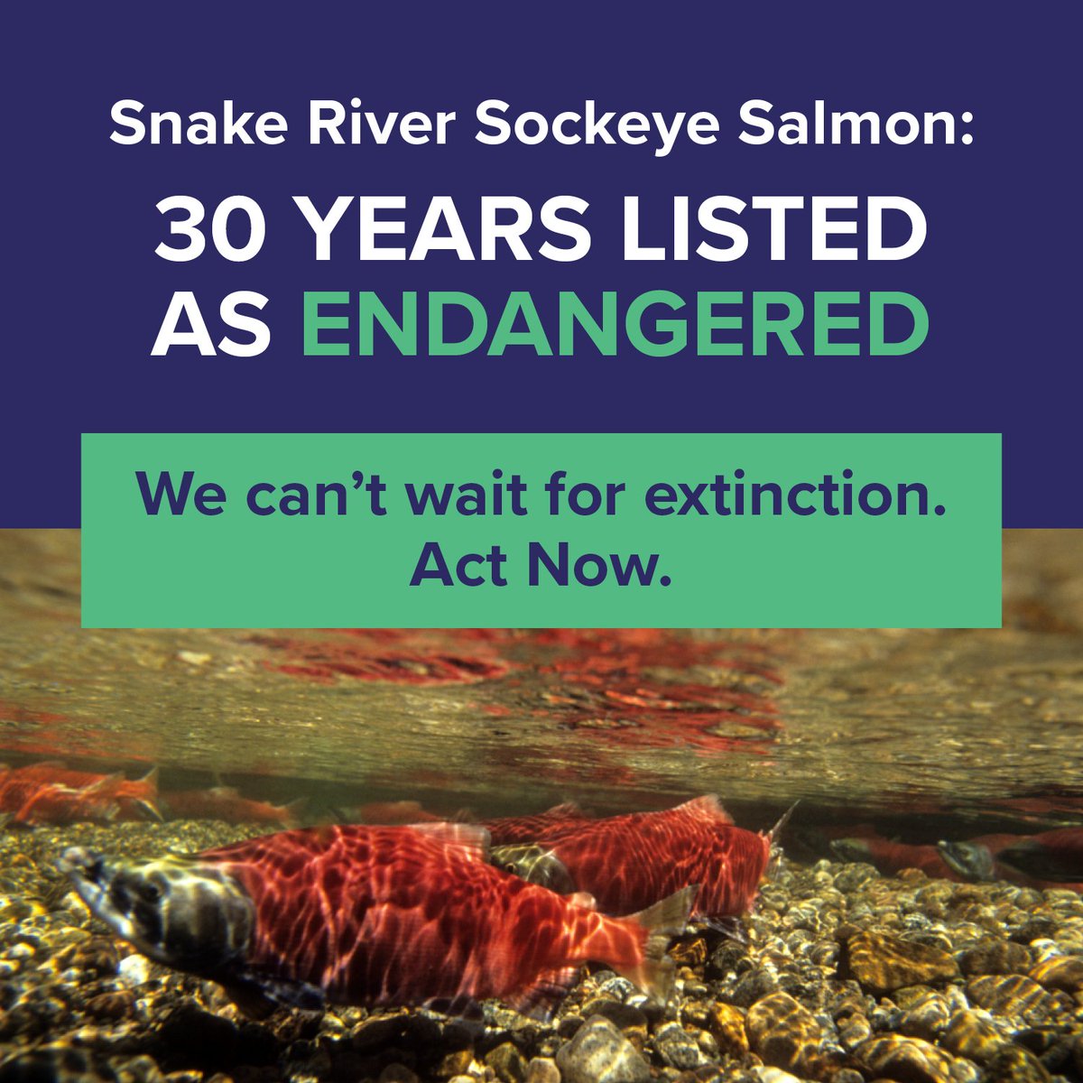 RiverSavers's tweet photo. Take Actionโtell Senator Murray and Governor Inslee we need their plan to lead to urgent, actionable steps to uphold our promises to Northwest tribes and restore salmon to abundance.
#SnakeRiverSavers
#HonorTribalRights
#SaveOurSalmon
#SaveOurOrca
#FreeTheSnake
#BreachTheDams https://t.co/NndCdJqJ82
