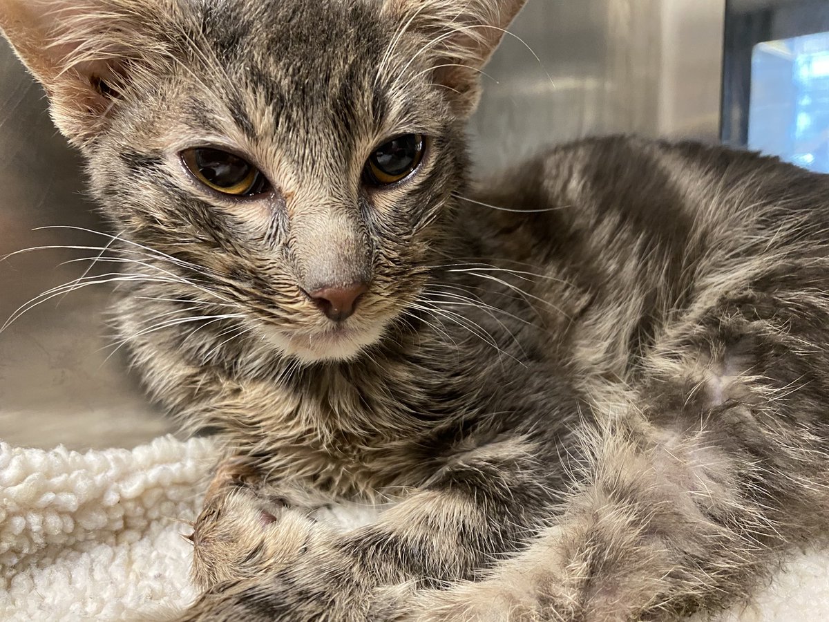 KittiesofAustin's tweet photo. Named this guy after @sportpeppercat - he’s got teen Sport vibes and you can see his tail is coming in. @BitchestheCat https://t.co/aKvU5yXUvS