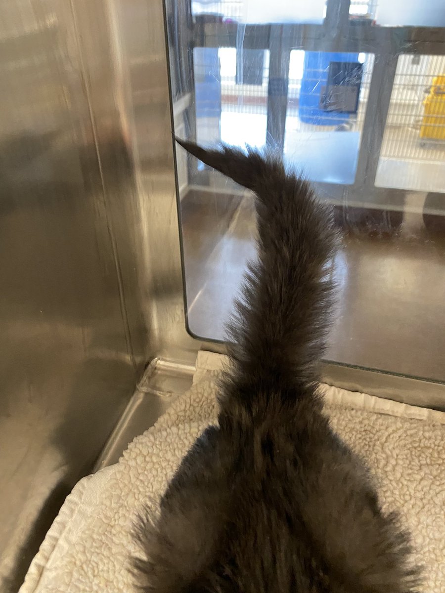 KittiesofAustin's tweet photo. Named this guy after @sportpeppercat - he’s got teen Sport vibes and you can see his tail is coming in. @BitchestheCat https://t.co/aKvU5yXUvS