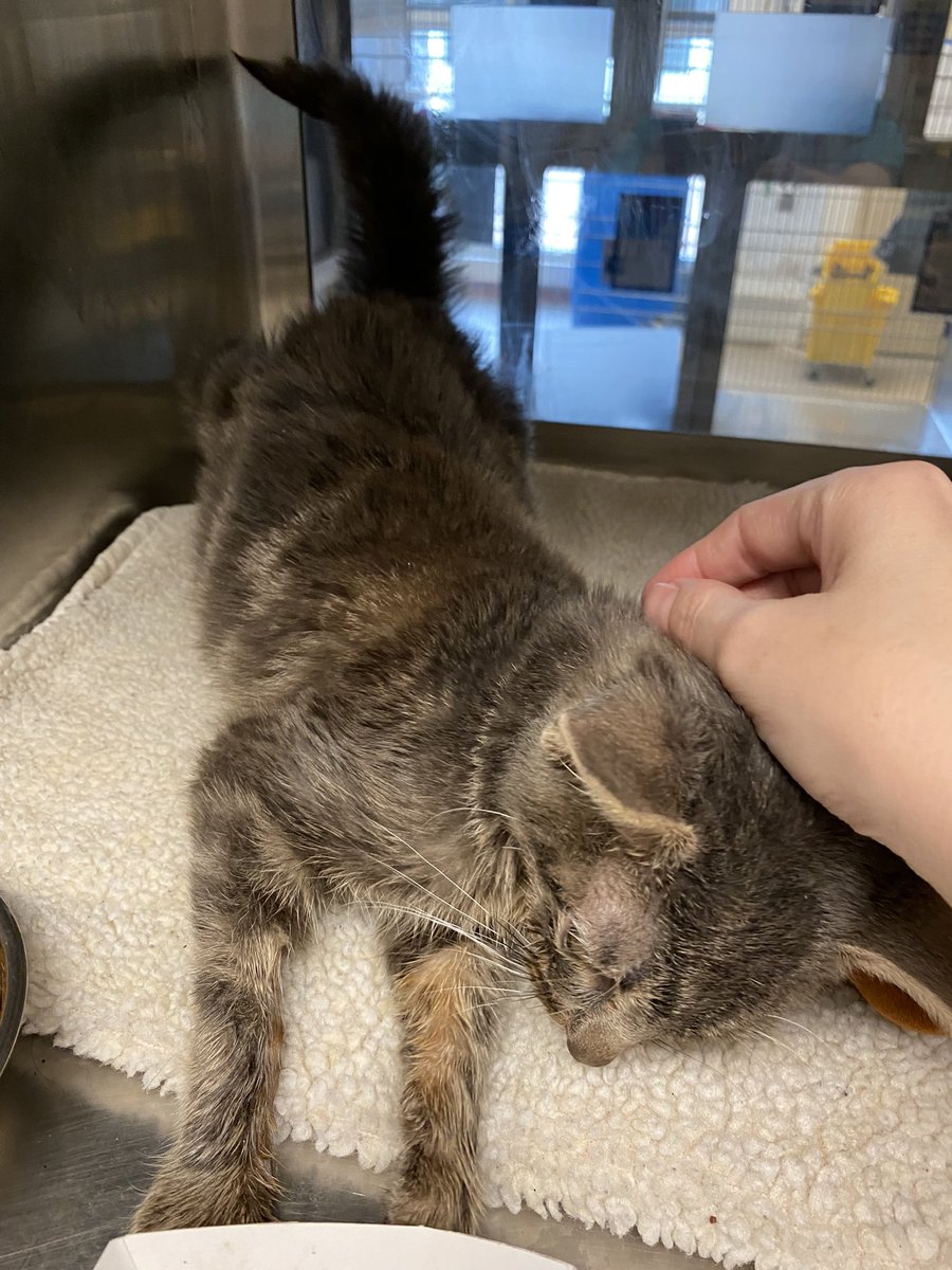 KittiesofAustin's tweet photo. Named this guy after @sportpeppercat - he’s got teen Sport vibes and you can see his tail is coming in. @BitchestheCat https://t.co/aKvU5yXUvS