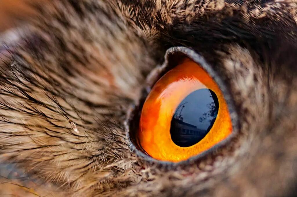 DuteNait's tweet photo. Dreaming the wind
How high to be free?
Dreaming with clouds

#eye #eyephotography #birds #birdphotography #birdwatching #dream #dresden #closeup #naturephotography #nature #macro #macrophotography #owl #owleyes https://t.co/JDewm5BdIw https://t.co/YFdeaZpaiQ