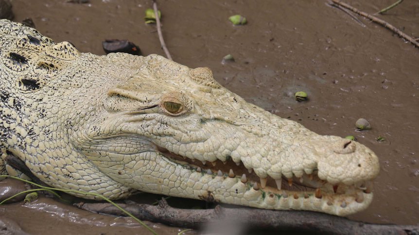 YominSuki's tweet photo. @GatorsDaily I’m scared of these ones for some reason https://t.co/IVgBOcVaol