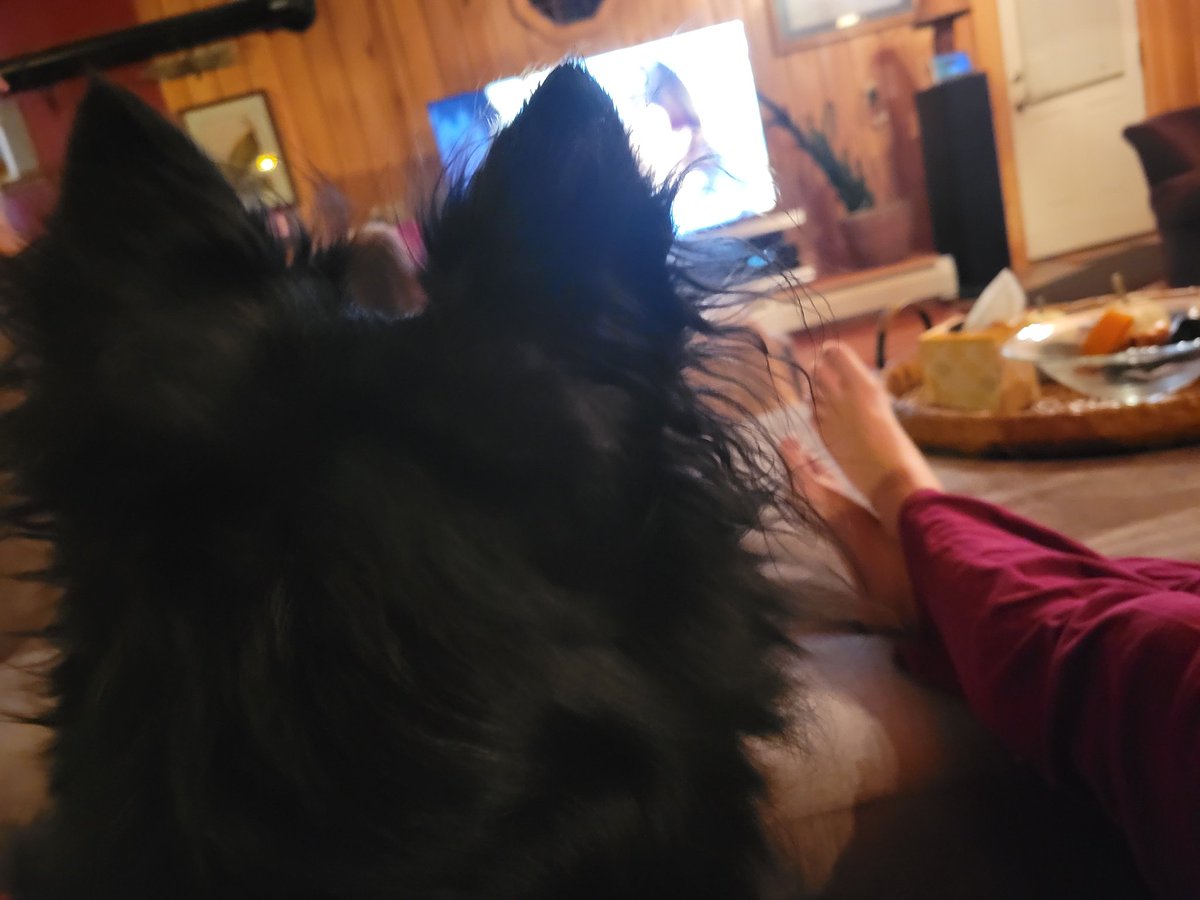 MeredithMcNeil's tweet photo. @hallmarkchannel When your #aussie sees another #doggo in The Family Christmas Tree 🎄 #intoit https://t.co/YiGEAA2GMb