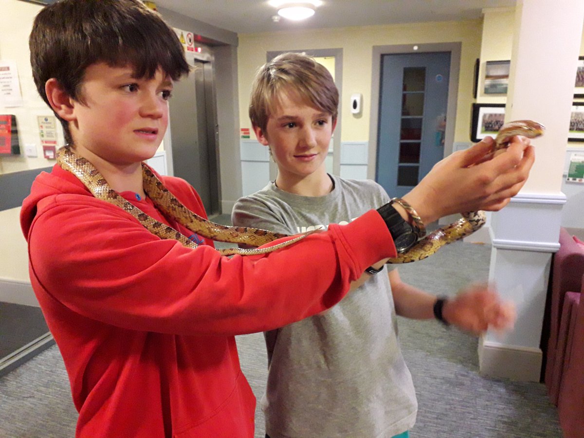 CSkrines's tweet image. Jamie and Lochy meeting Mrs Draper's corn snake.