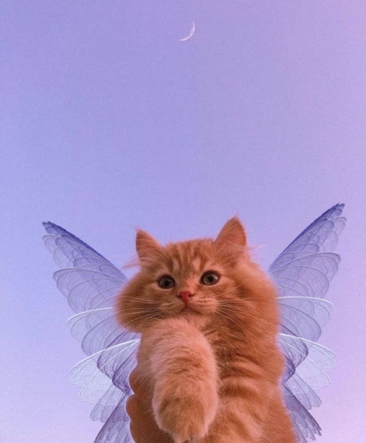 luvayshh's tweet photo. mi debilidad? los gatos con alas https://t.co/YxaQf6YQKA