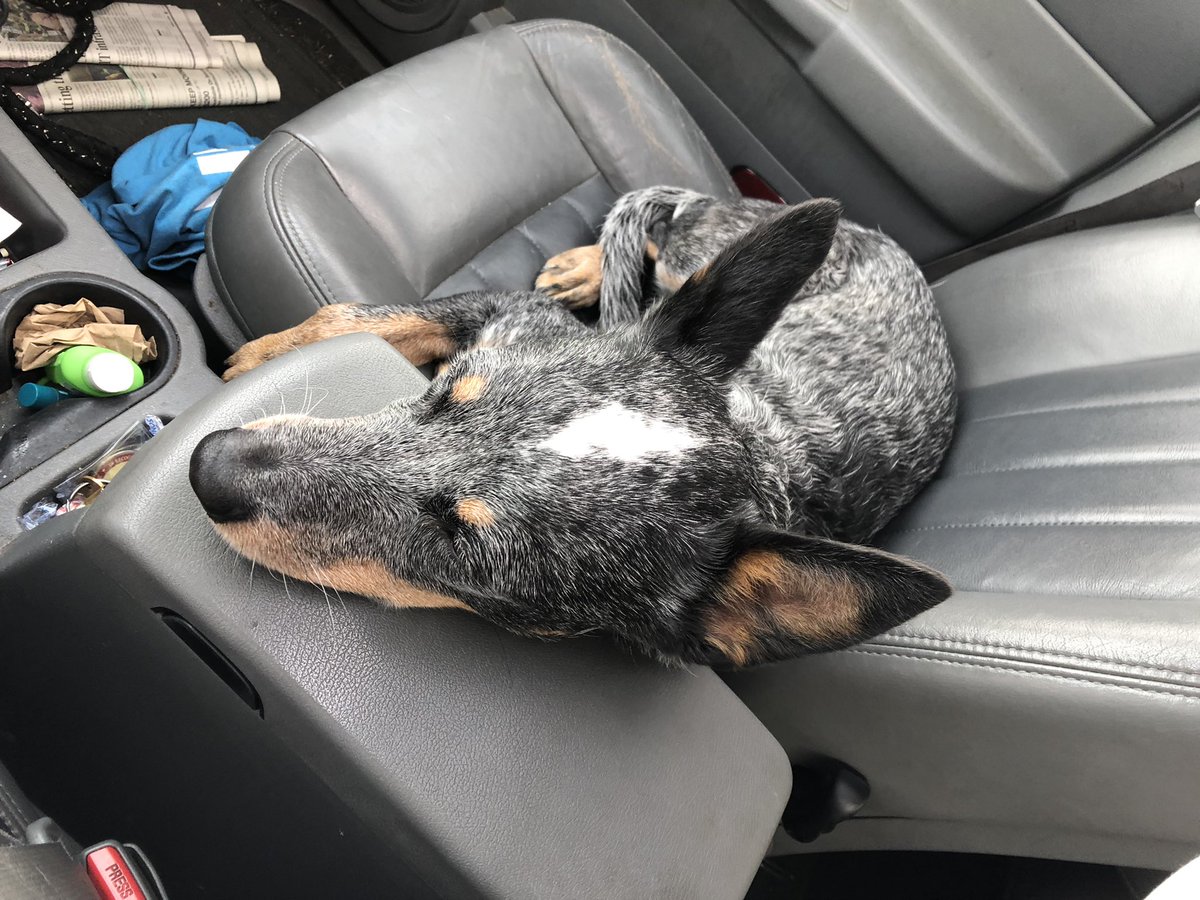 OkEricFox's tweet photo. “When he tells me it’s a 2 mile loop but we get back to car at 3.75” #loveDuke https://t.co/xA9dIQm7pn