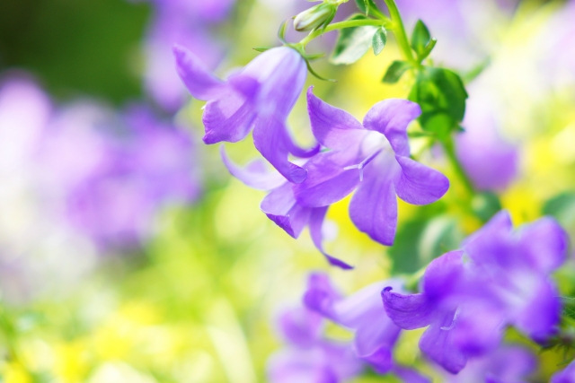 kenblo33's tweet photo. 11月21��の誕生花の１つ #ベルフラワー
花言葉は感謝、楽しいおしゃべり、誠実など🌼
欧州原産のベルフラワーの名前は花の形が釣鐘に似ている事からで、教会の釣鐘を連想させ感謝や誠実などの花言葉に✨
桔梗に似た花姿からオトメギキョウとも呼ばれ、咲く姿がお喋りしてる様なので楽しいおしゃべり🍀 https://t.co/xgZSHBoZfe