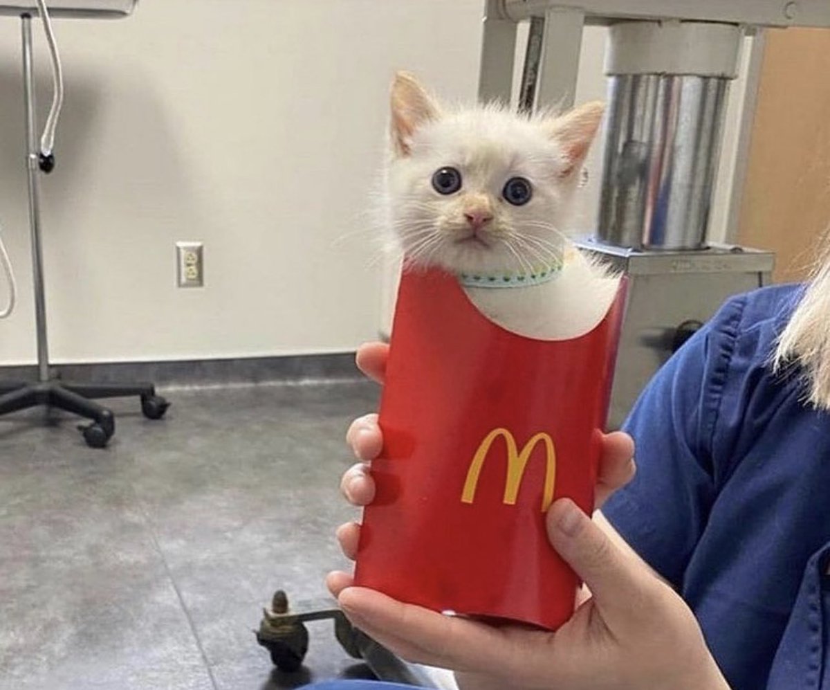 contextpets's tweet image. Fry