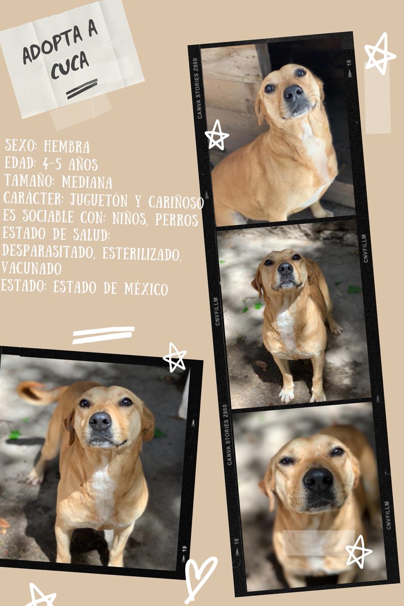 primero_perro's tweet photo. 🐕 ADOPTA A CUCA 🐕 

Cuca es una perrita muy cariñosa inteligente y activa. 
Convive muy bien con otros perros (machos) le encanta jugar y salir a pasear ❤️ la mejor y más tierna compañía ☺️

Adopta: https://t.co/c1ROWVFnKL

Apadrina: https://t.co/Yi56T4kPq5

#PrimeroPerro https://t.co/DIEvNKBSfk