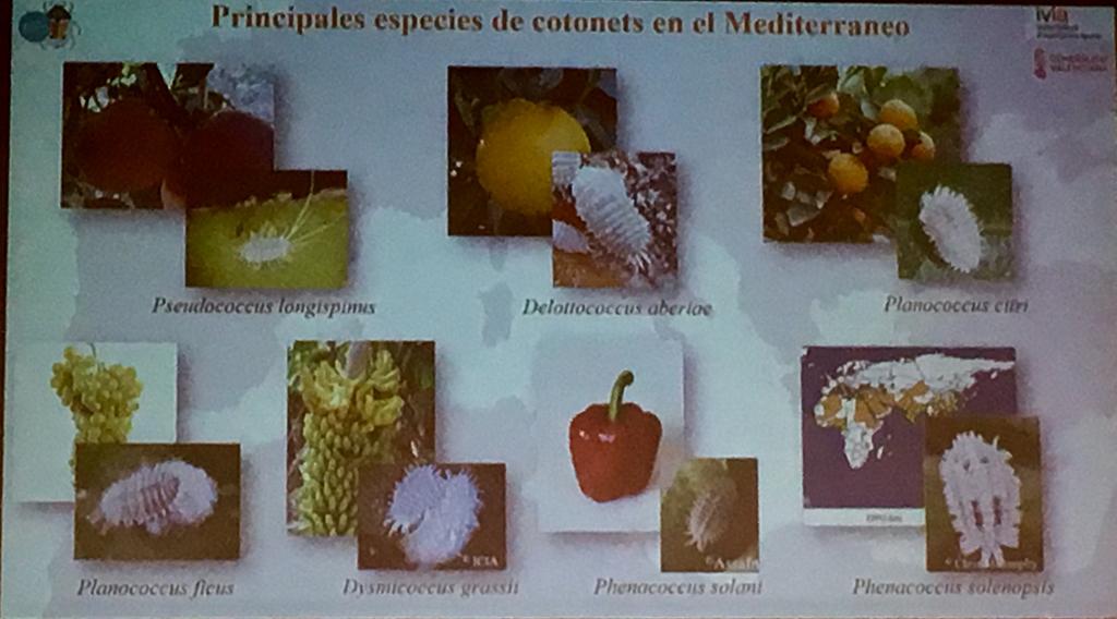 FitoserA's tweet photo. Los #cotonets como nueva amenaza del #presente y del #futuro...?🤔
Un nuevo #panorama en #agricultura donde es imprescindible una #visión desde la #biología!!🔬🐞
Identificación, estudio y #ciencia, ese es nuestro camino...🧐
#ProgramaCeres2021 lo tiene claro...vamos juntos?🤝 https://t.co/9U846Wlodu